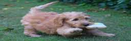 Goldendoodle honden te koop: Goldendoodle Pups - Advertentie 10