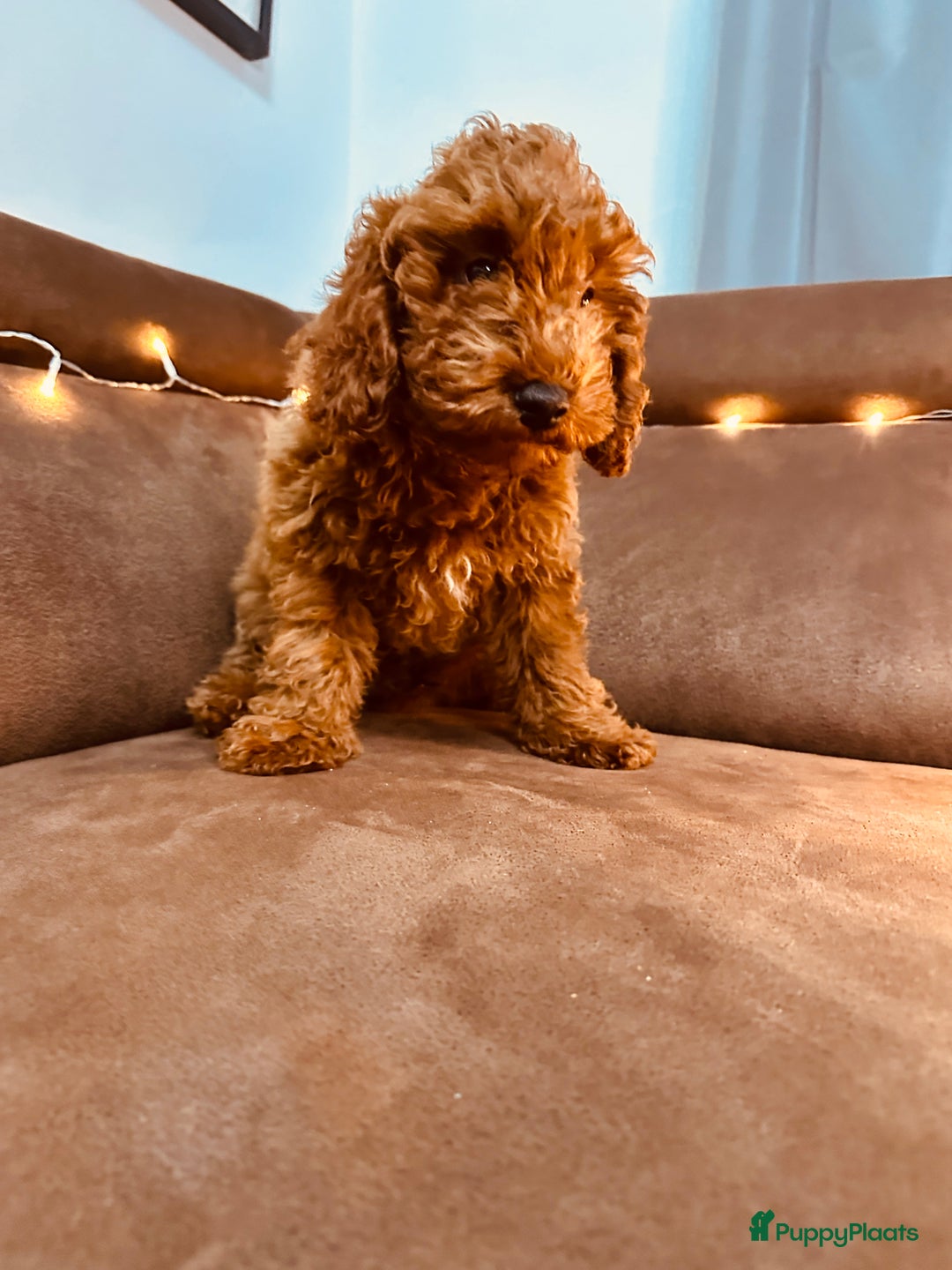 Poedel Toy honden te koop: Toy Poedel puppy’s - Advertentie 10