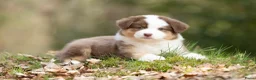 Australian Shepherd honden te koop: Australian shepherd pups - Advertentie 1