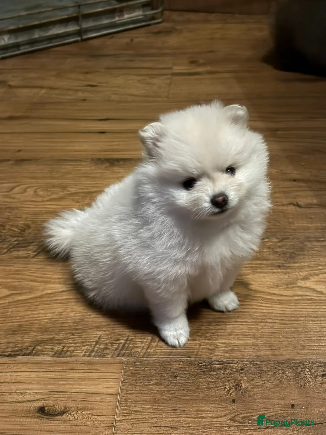 Pomeriaan honden te koop: De spelende pomeriaantjes wachten op jou - Advertentie 2