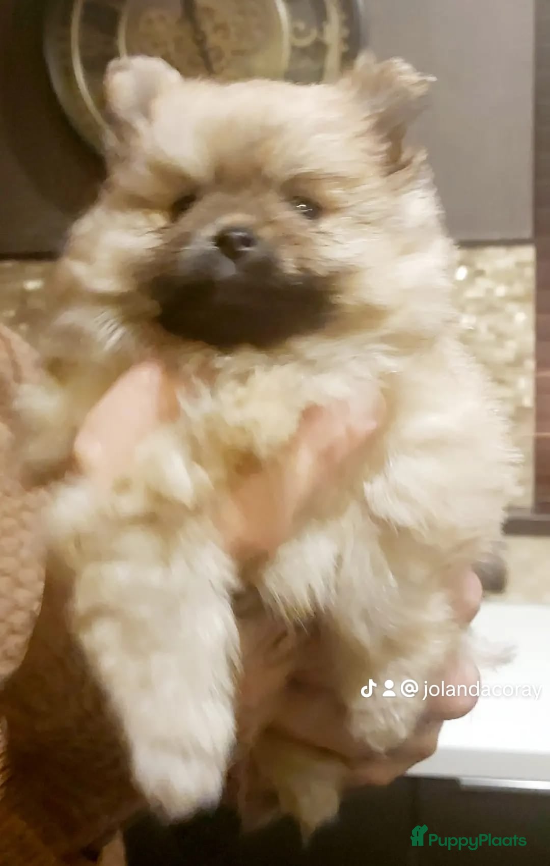 Pomeriaan honden te koop: Pomriaan puppy s - Advertentie 5