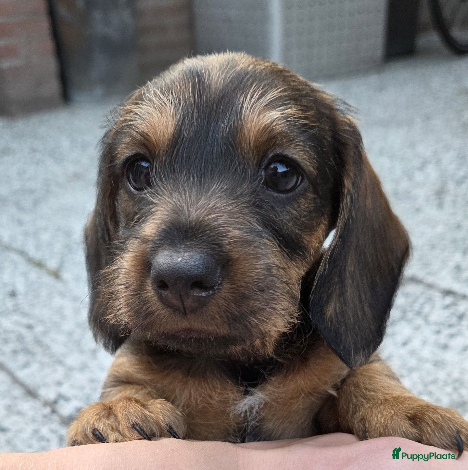 Ruwhaar Teckel honden Prachtige Ruwharige Teckel pups - Advertentie 2