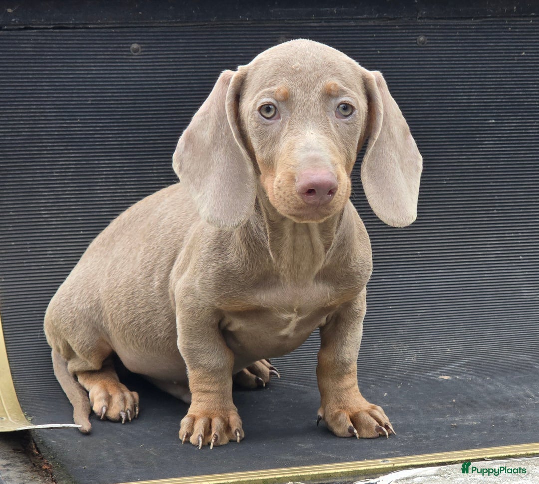 Teckel (korthaar)  honden te koop: Teckel pups mogen verhuizen - Afbeelding 3