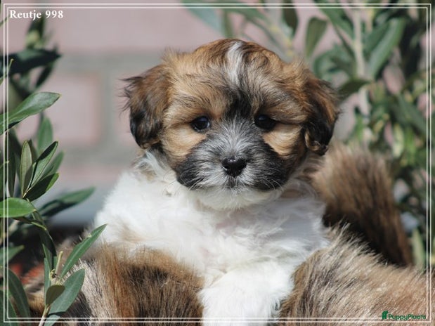 Boomer pups te koop | Puppyplaats