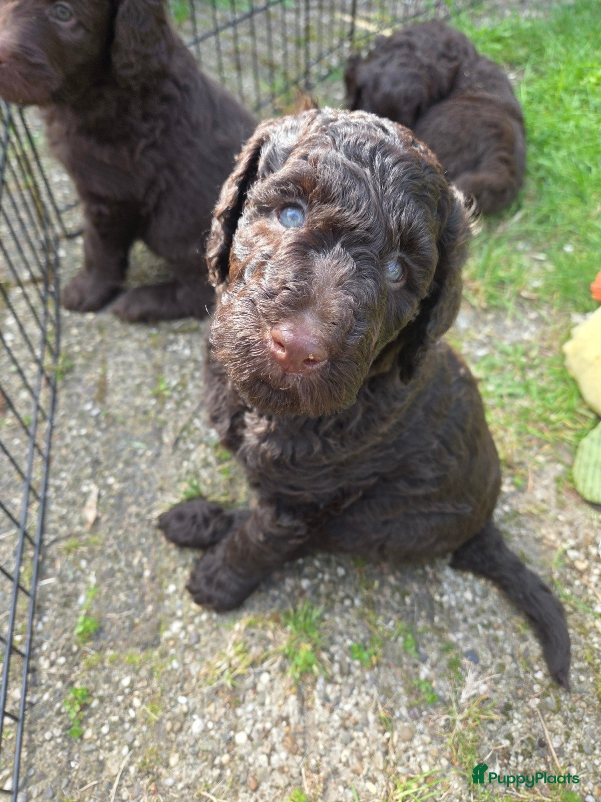 Labradoodle honden Nog 1 lieve reu op zoek naar een gouden mand. - Advertentie 2