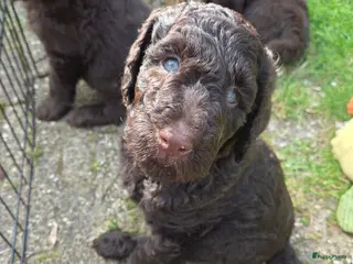 Labradoodle honden Nog 1 lieve reu op zoek naar een gouden mand. - Advertentie 2