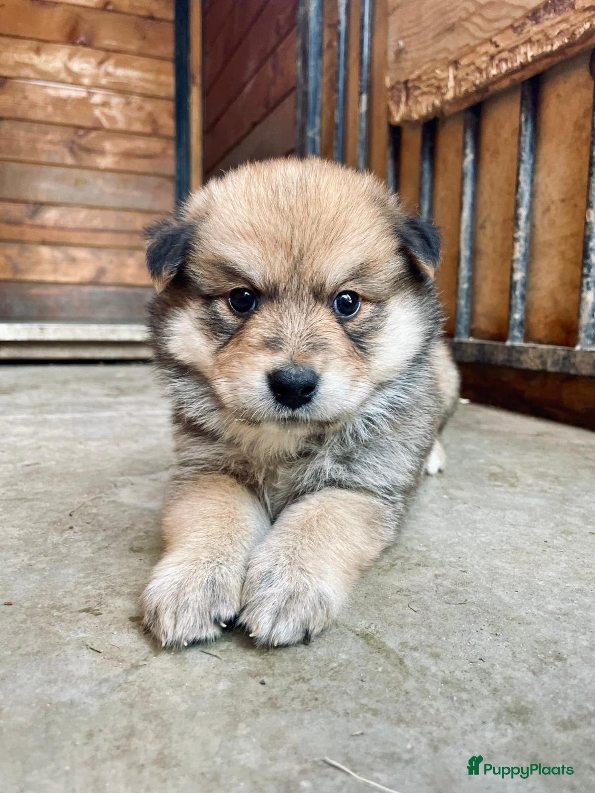 Kruising honden Pup Eurasiër / Herdermix - Advertentie 1