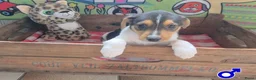 Boerenfox honden te koop: mooie 100% Boerenfox pups - Advertentie 3
