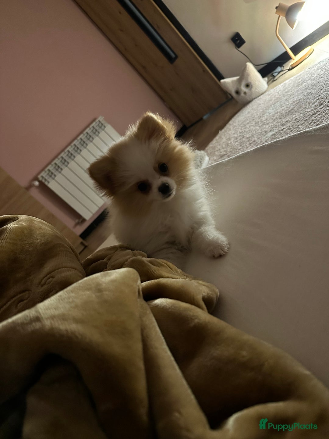 Pomeriaan honden te koop: Mini pomeranian pomeriaan teefje volledig ingeent - Advertentie 9