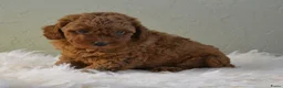 Poedel Toy honden te koop: Te koop Toy poedel pups met FCI stamboom - Advertentie 8