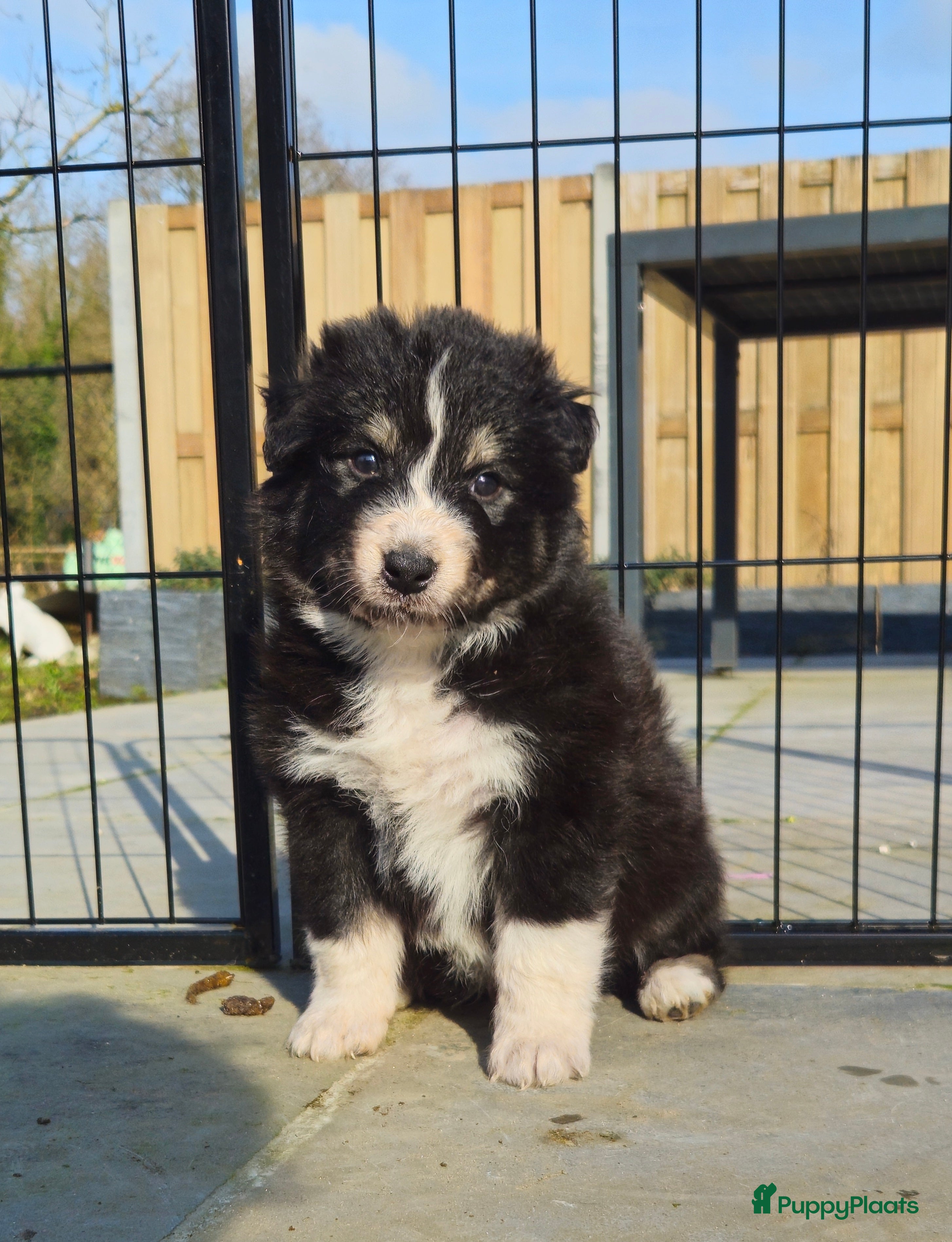 Kruising honden Prachtige kruising pups - Advertentie 17