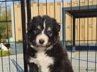 Kruising honden Prachtige kruising pups - Advertentie 17