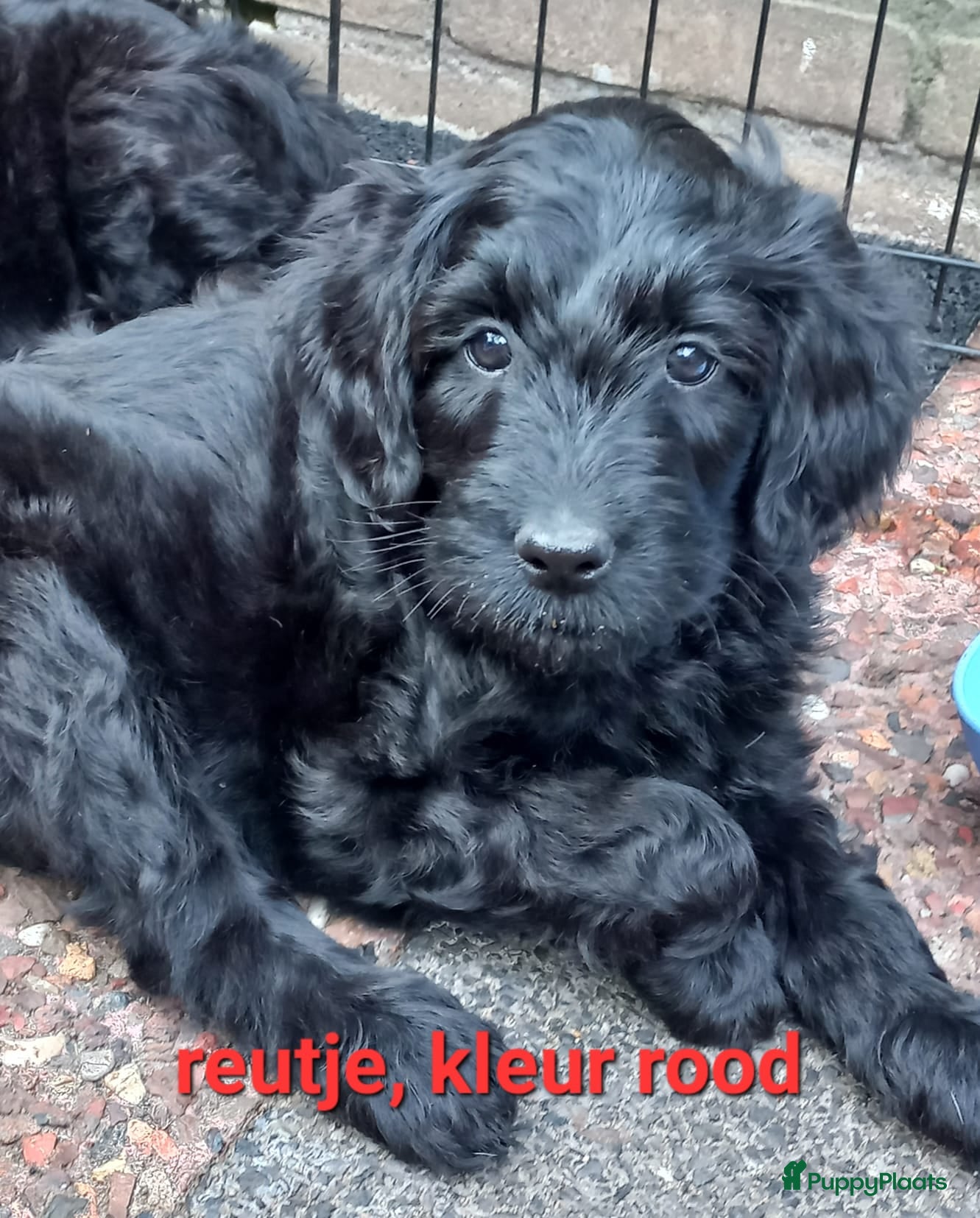 Kruising honden Medium Labradoodle pups-vanaf 24 april beschikbaar - Advertentie 2