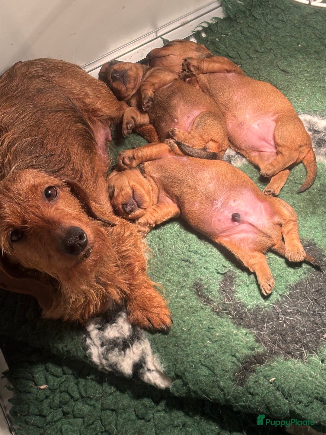 Ruwhaar Teckel honden te koop: Rode ruwhaar teckels kaninchen - Advertentie 1