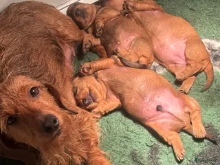 Ruwhaar Teckel honden Rode ruwhaar teckels kaninchen - Advertentie 2