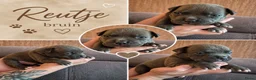Amerikaanse Bully honden te koop: American bully pocket pups - Advertentie 5