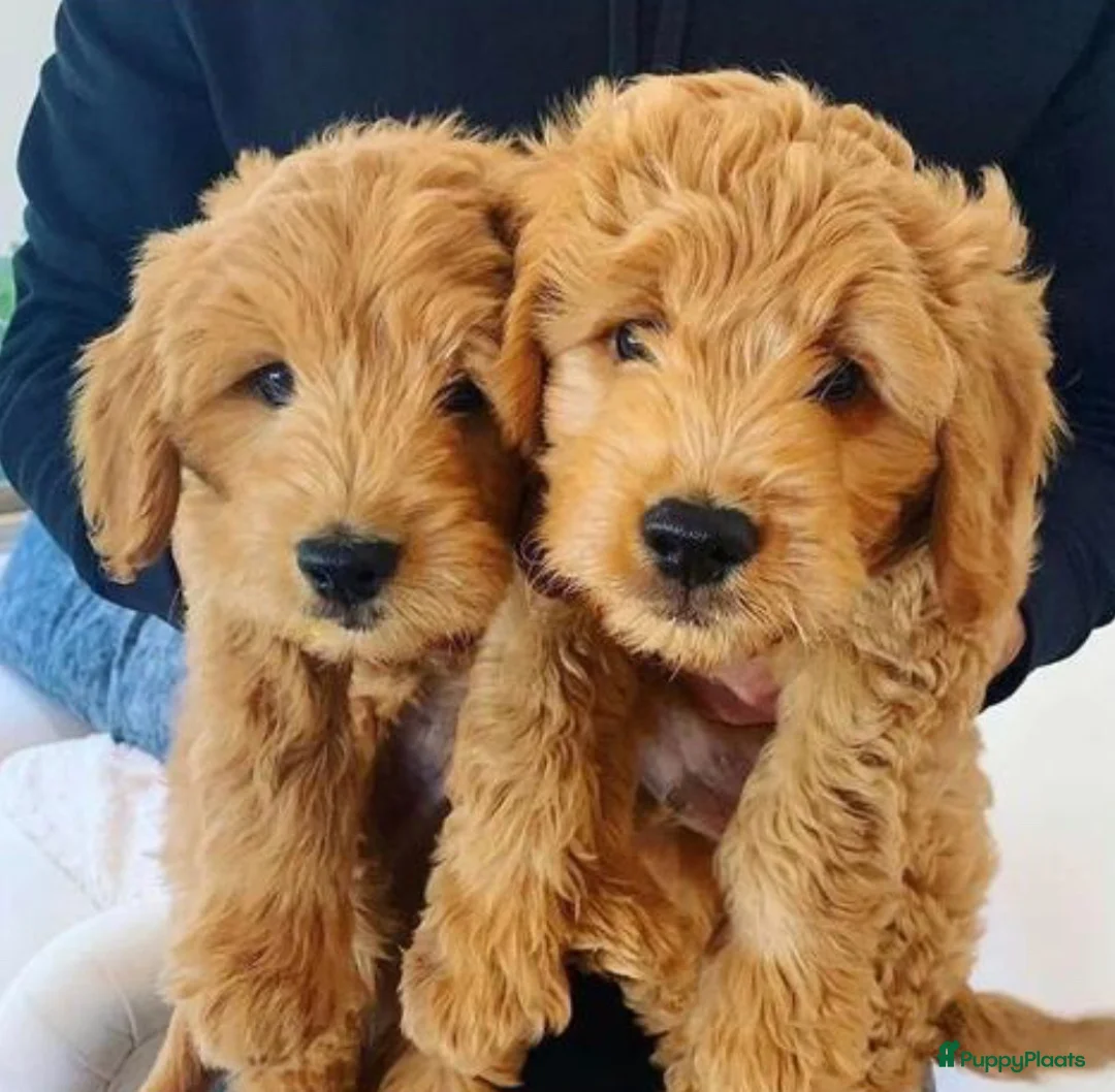 Kruising honden te koop: Goldendoodle pups voor Autisme ADHD Angststoornis - Advertentie 20