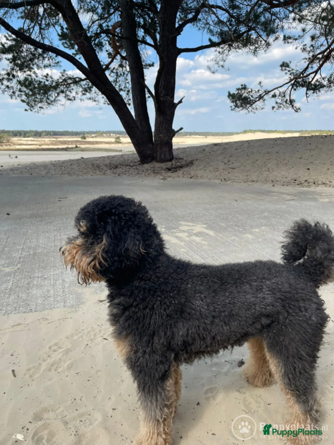 Labradoodle honden ter dekking: Super lieve en mooi getekende labradoodle dekreu in Chaam - Advertentie 3