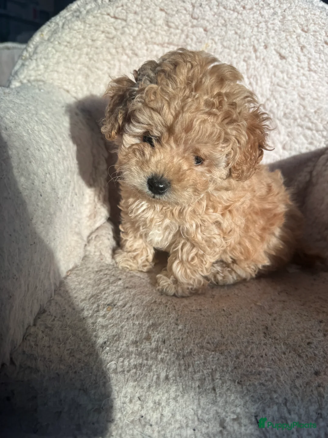 Poedel Toy honden te koop: Toy Poedel pups - Advertentie 13