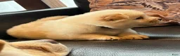 Chow Chow honden te koop: 1 teefje beschikbaar  - Advertentie 8
