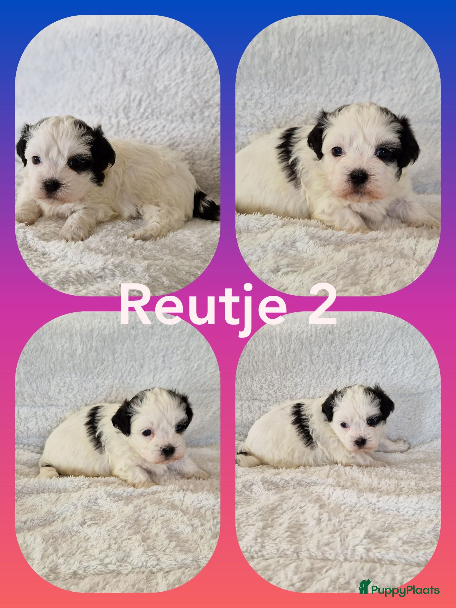 Kruising honden Maltezer shih tzu/ maltezer - Advertentie 2