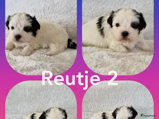 Kruising honden Maltezer shih tzu/ maltezer - Advertentie 2