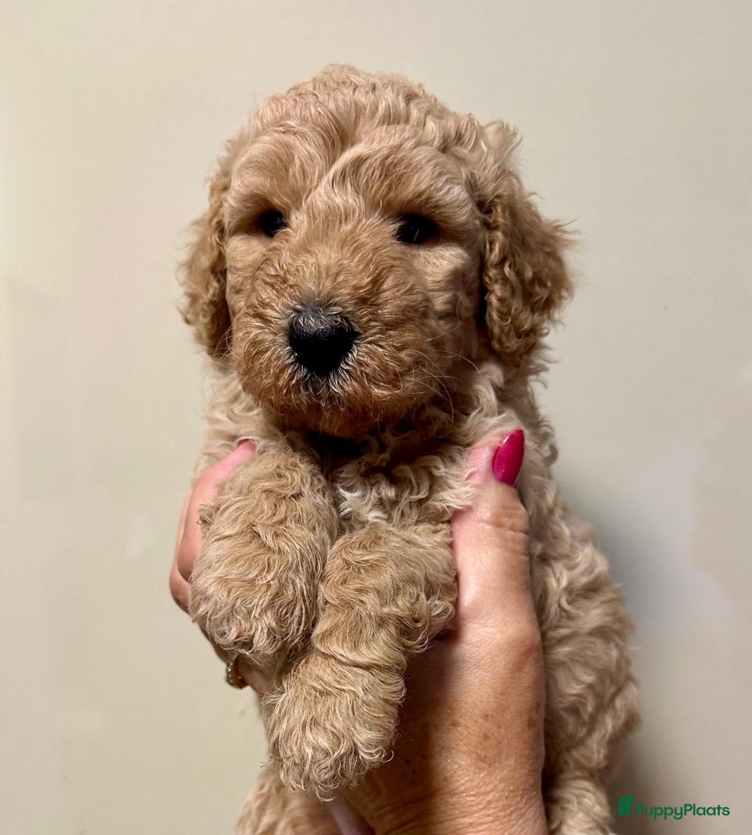Labradoodle honden te koop: Labradoodle medium (Australian) - Afbeelding 6