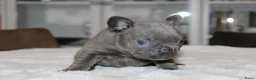 Franse Bulldog honden te koop: Franse Bulldog pups, lange open neus  - Advertentie 12