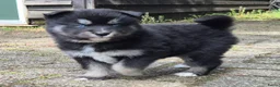 Kruising honden te koop: Pomsky x shiba inu (1/4) pups - Advertentie 2