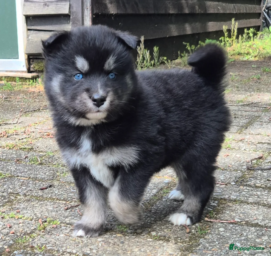 Kruising honden te koop: Pomsky x shiba inu (1/4) pups - Advertentie 2