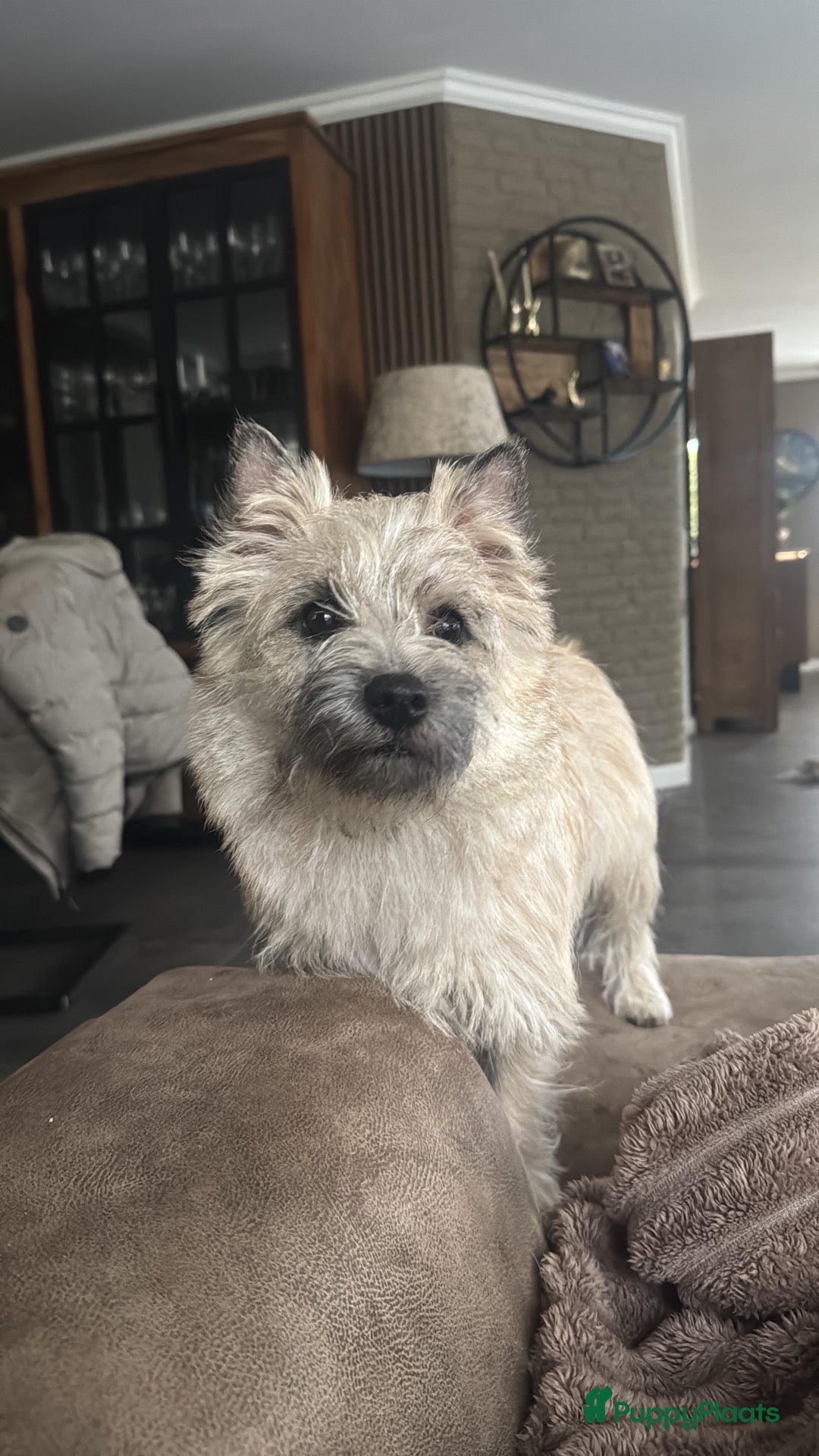 Cairn Terriër honden 3 Cairn terriër teefjes nog beschikbaar - Advertentie 1