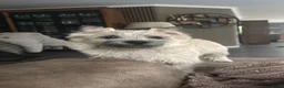 Cairn Terriër honden te koop: 3 Cairn terriër teefjes nog beschikbaar - Advertentie 1