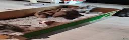 Pomchi honden te koop: Super lieve Pomchi pups  - Advertentie 3