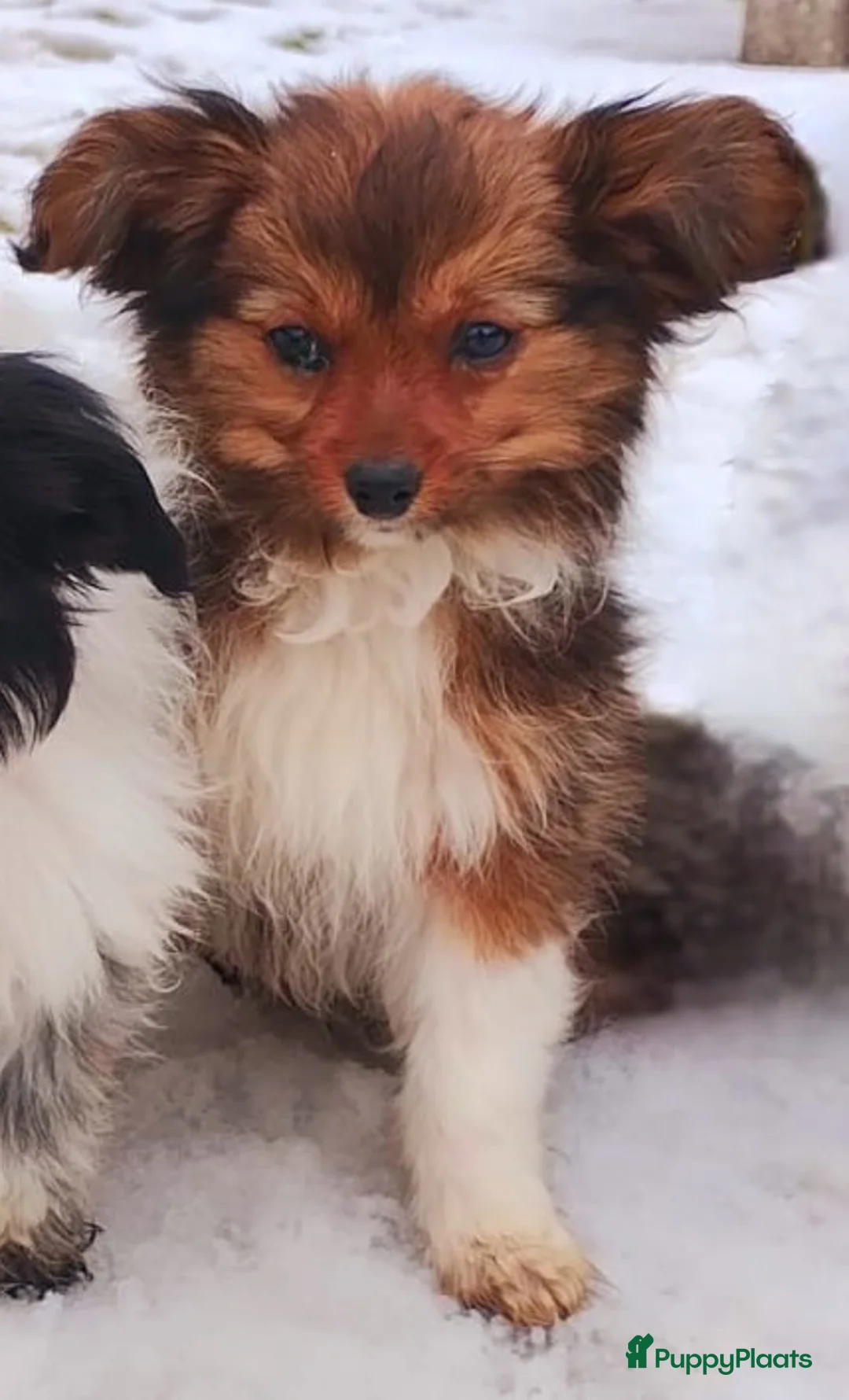 Kruising honden te koop: Nog 2 prachtige reutjes Toy PapilLa - Advertentie 1