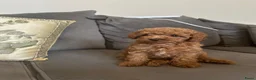 Poedel Toy honden te koop: Toy poedel pupjes klaar voor warme mandje. - Advertentie 3