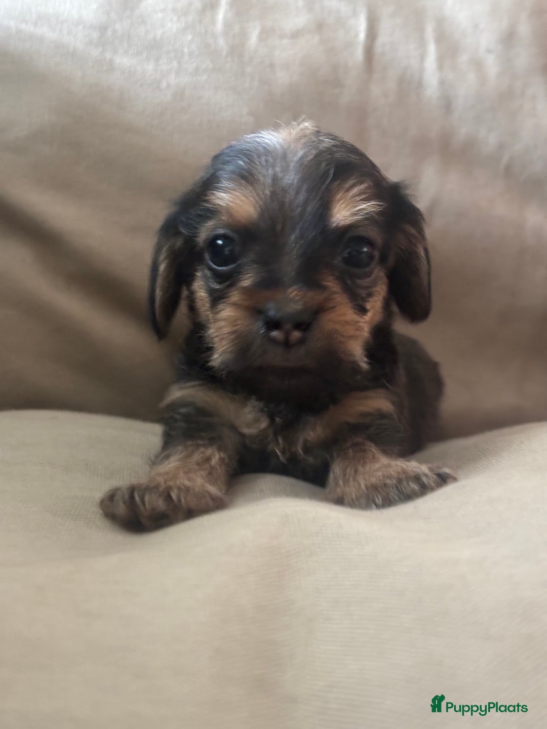 Teckel (korthaar)  honden te koop:  1 Leuke schattige teckelpup (TEEFJE ) - Afbeelding 8