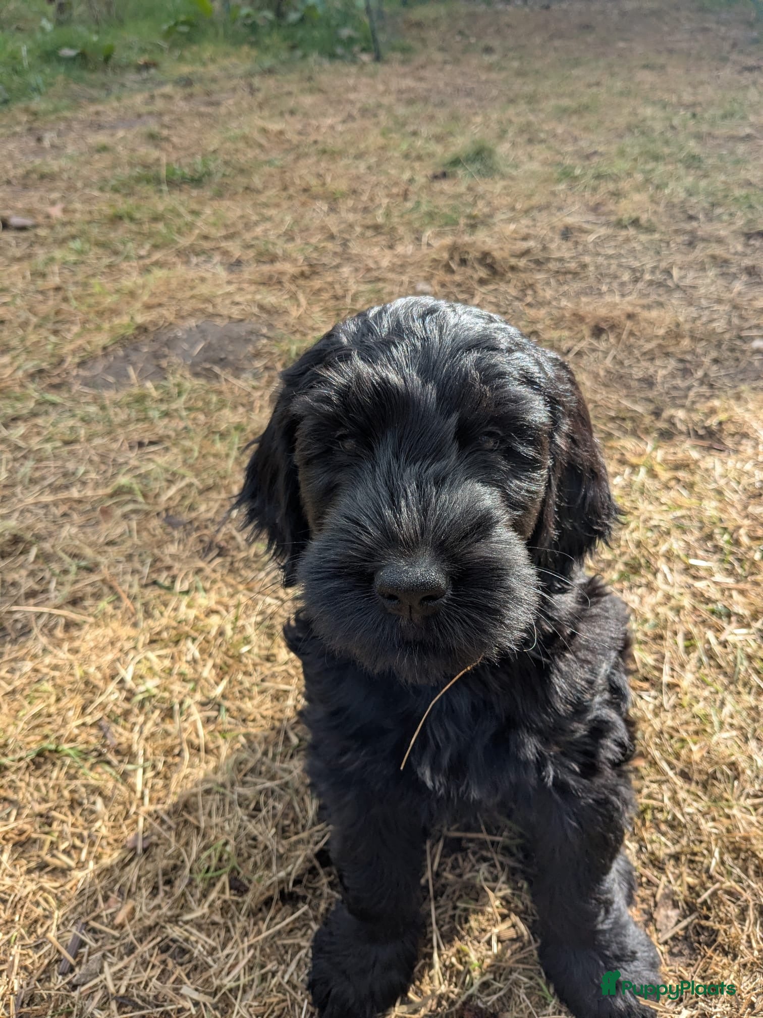Labradoodle honden Lieve mooie pup labradoodle medium - Advertentie 1