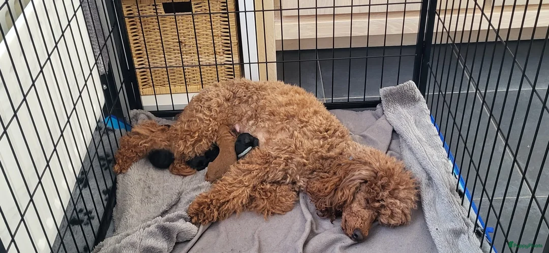 Poedel honden te koop: Dwerg/Middenslag pups - Advertentie 1