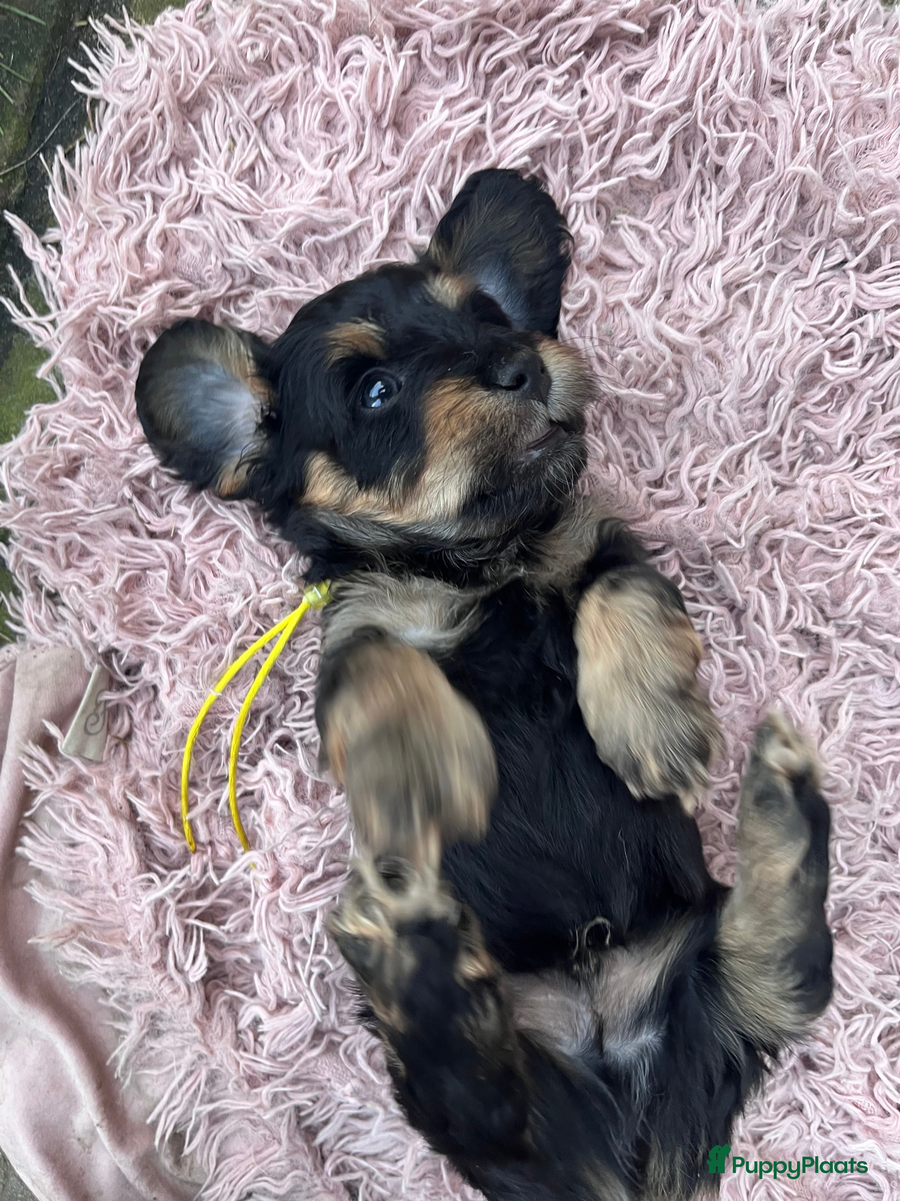 Kruising honden 🤩MALLETECKEL😍🐾dwergteckel X maltezer 🐾  - Advertentie 1