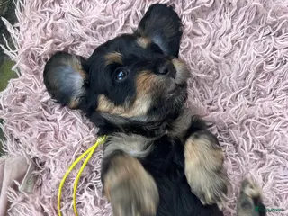 Kruising honden 🤩MALLETECKEL😍🐾dwergteckel X maltezer 🐾 - Advertentie 1