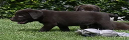 Labrador Retriever honden te koop: Chocolade bruine labrador pups met stamboom ! - Advertentie 28