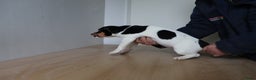 Jack Russel Terriër honden te koop: Mega Mooie jacks te koop - Advertentie 4
