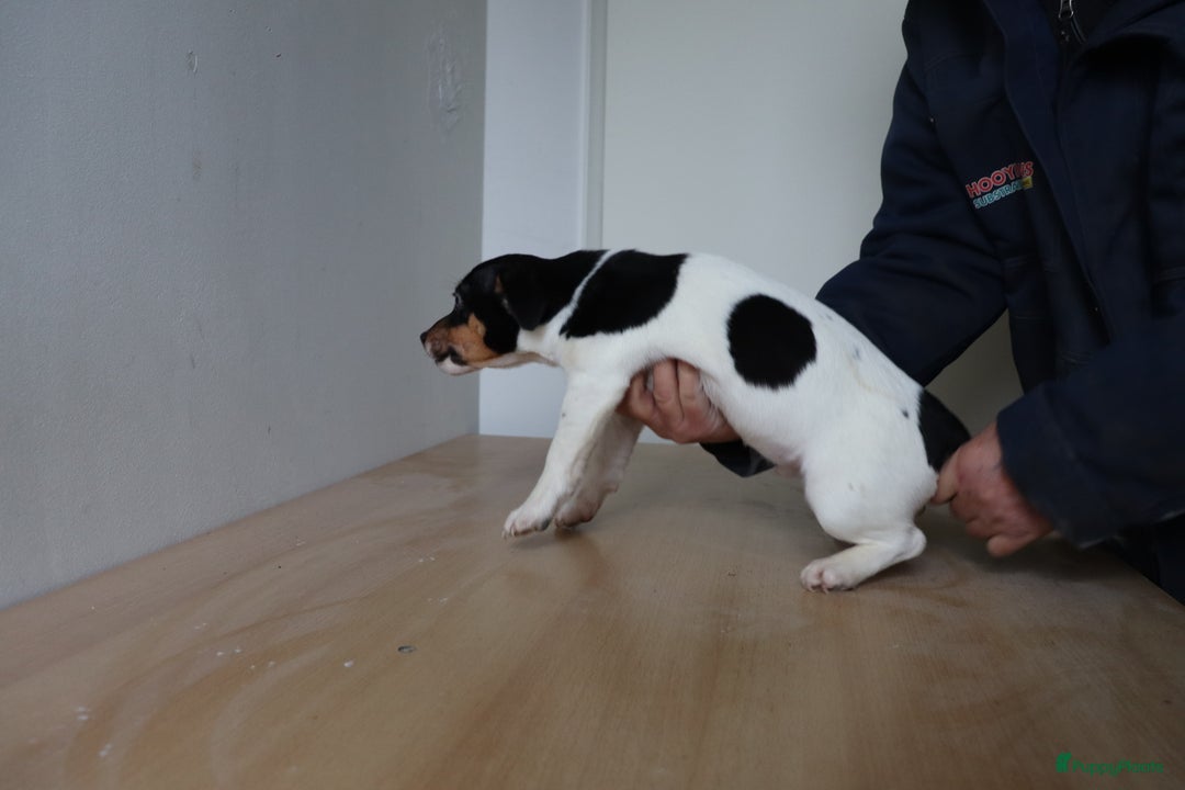 Jack Russel Terriër honden te koop: Mega Mooie jacks te koop - Advertentie 4