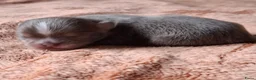 Chihuahua honden te koop: Lilac chihuahua pups - Advertentie 6