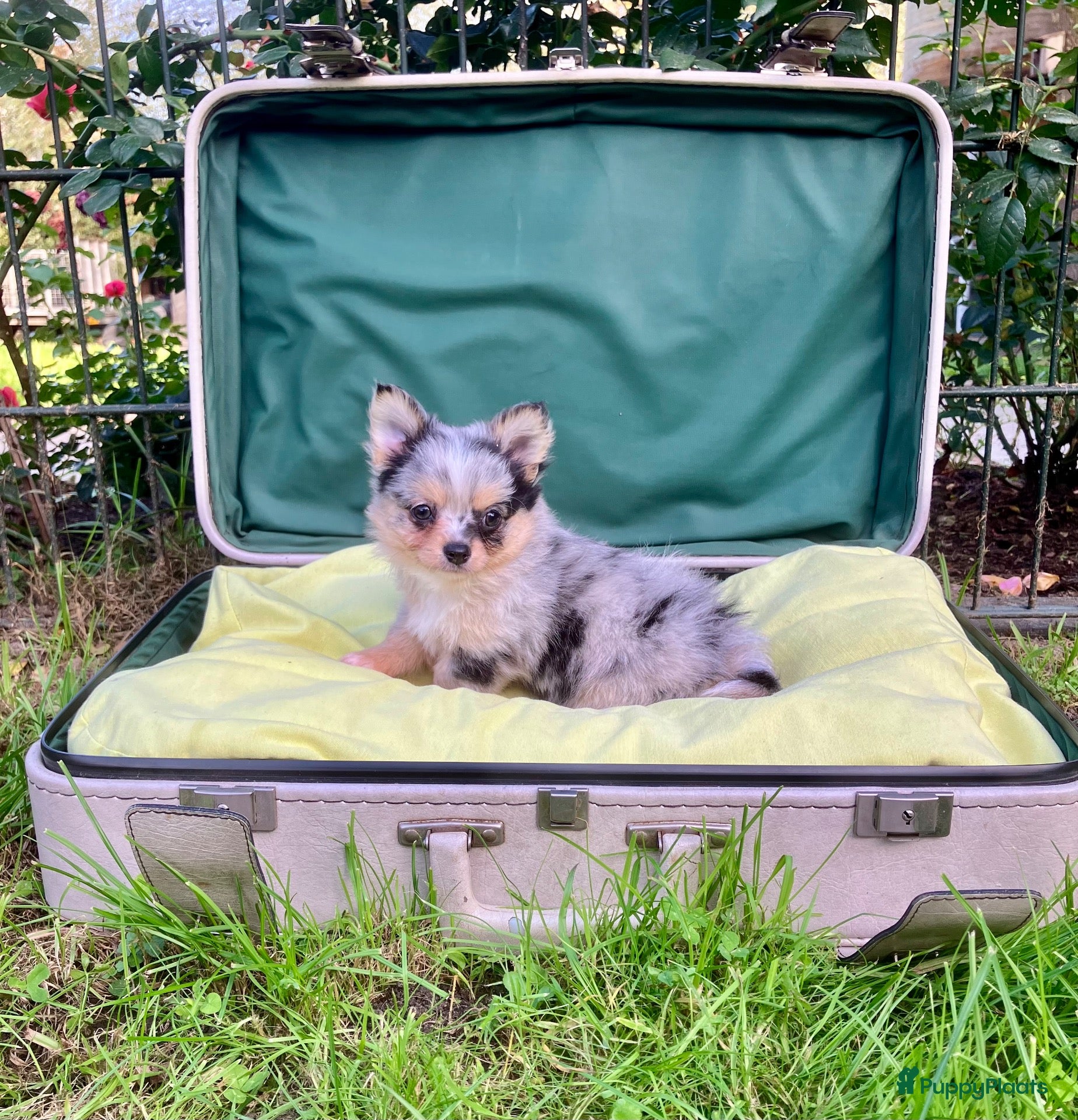 Pomchi honden Schattige pomchi reutjes zoeken fijn huisje - Advertentie 1