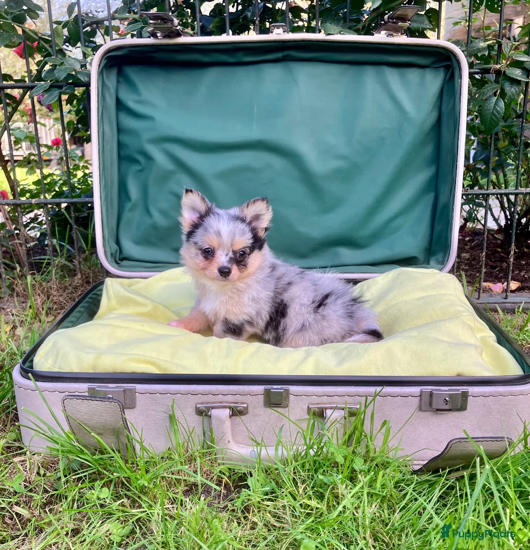 Pomchi honden te koop: Schattige pomchi reutjes zoeken fijn huisje - Advertentie 1