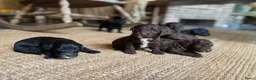 Kruising honden te koop: MINI x Medium labradoodle pups 🤎🖤 - Advertentie 12