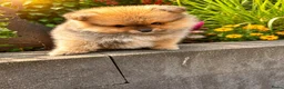 Pomeriaan honden te koop: Pomeriaan pups  - Advertentie 13