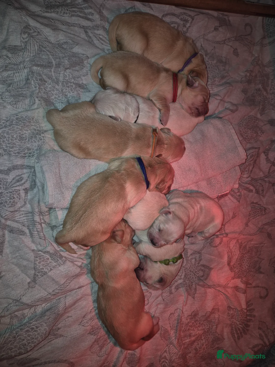 Golden Retriever honden te koop: Liefdevol en huiselijk nest Golden Retriever pups  - Advertentie 17