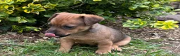 Jack Russel Terriër honden te koop: Prachtige Jack Russel Pup - Advertentie 3